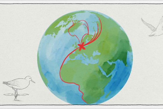 Eine gezeichnete Weltkugel mit einer roten Segelroute