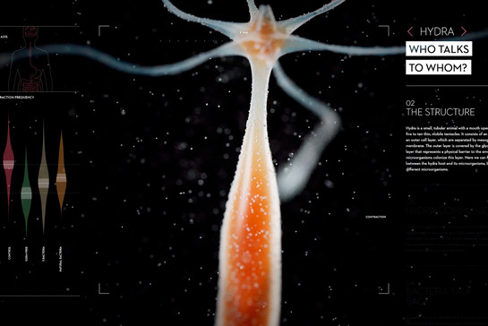 Nahaufnahme eines kleinen Tieres, es könnte ein Mikroorganismus auf dem Meeresboden sein