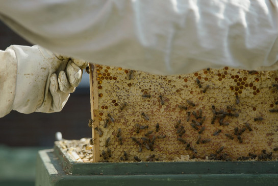 Ein Imker zieht einen Bienenstock raus